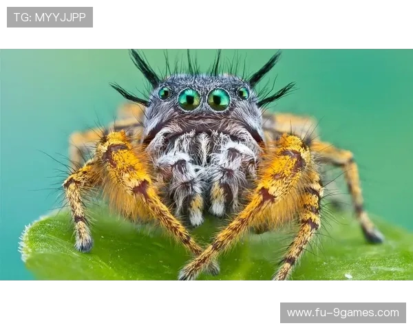 如何免费下载并安装小蜘蛛疯狂摩托车游戏详细教程